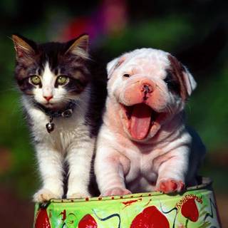 Chubby dog wallpaper