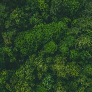 Forest green 4k wallpaper