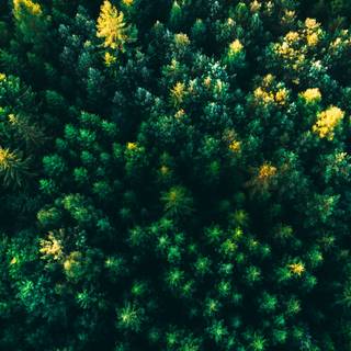 Forest green 4k wallpaper