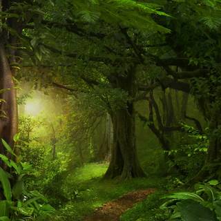 Forest green 4k wallpaper