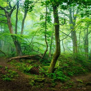 Forest green 4k wallpaper