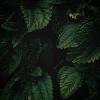 Forest green 4k wallpaper