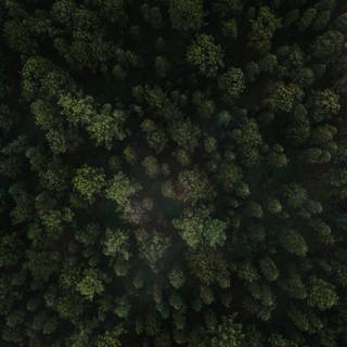 Forest green 4k wallpaper
