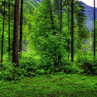 Forest green 4k wallpaper