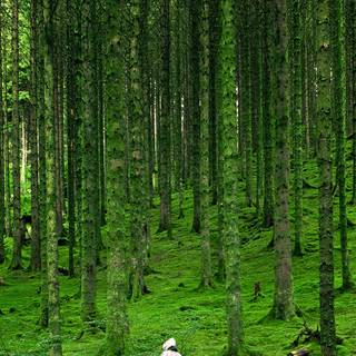 Forest green 4k wallpaper