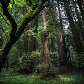 Forest green 4k wallpaper