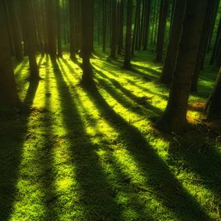 Forest green 4k wallpaper