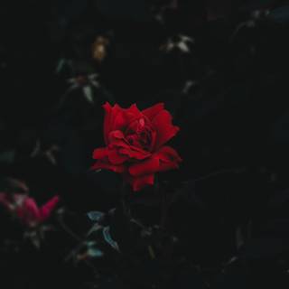 4k roses wallpaper
