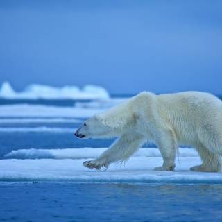 Polar bear 4k wallpaper