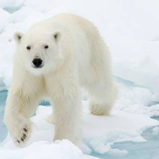 Polar bear 4k wallpaper