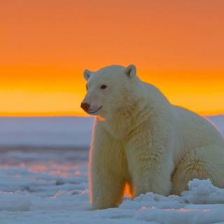 Polar bear 4k wallpaper