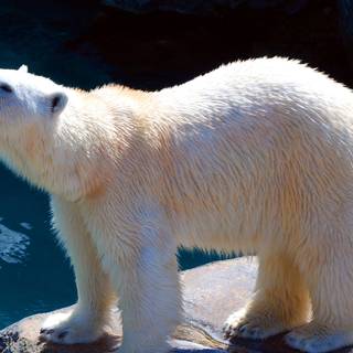 Polar bear 4k wallpaper