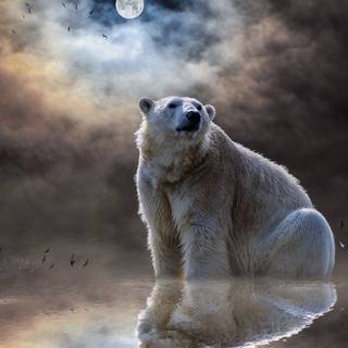 Polar bear 4k wallpaper