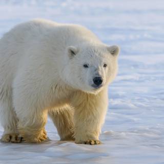 Polar bear 4k wallpaper