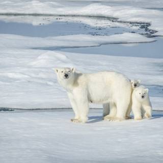 Polar bear 4k wallpaper