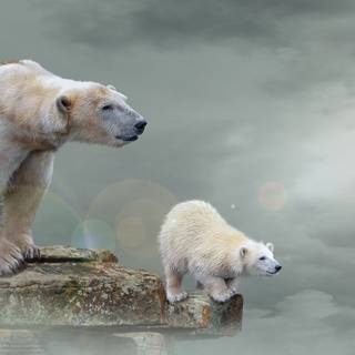 Polar bear 4k wallpaper