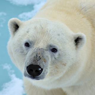 Polar bear 4k wallpaper