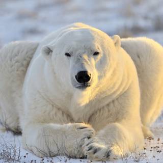 Polar bear 4k wallpaper