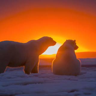 Polar bear 4k wallpaper