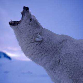 Polar bear 4k wallpaper