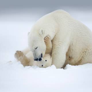 Polar bear 4k wallpaper