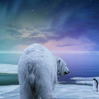 Polar bear 4k wallpaper