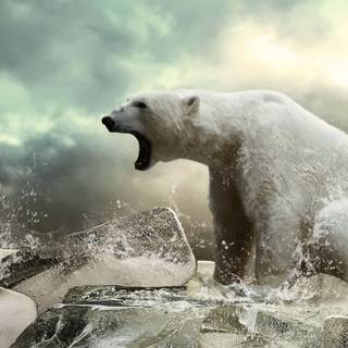 Polar bear 4k wallpaper