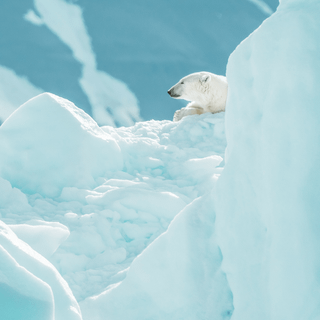 Polar bear iPhone wallpaper