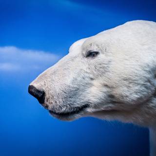 Polar bear 4k wallpaper