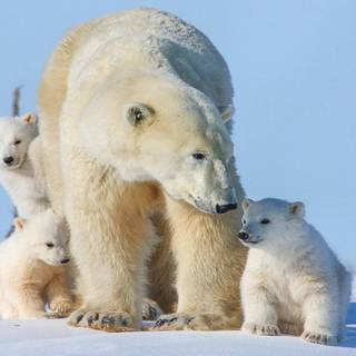 Polar bear 4k wallpaper