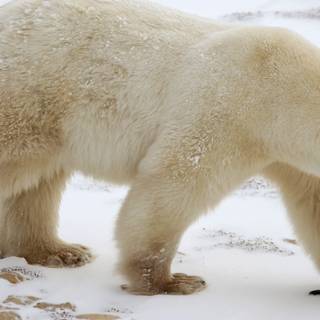 Polar bear 4k wallpaper