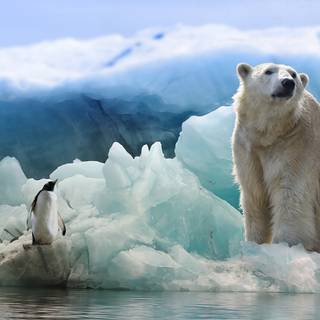 Polar bear 4k wallpaper