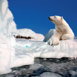 Polar bear 4k wallpaper