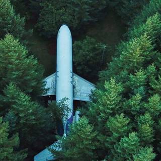 Forest 4k mobile wallpaper