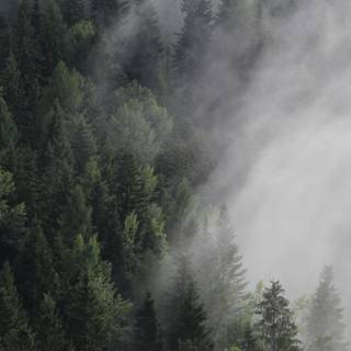 Forest 4k mobile wallpaper