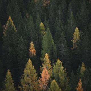 Forest 4k mobile wallpaper