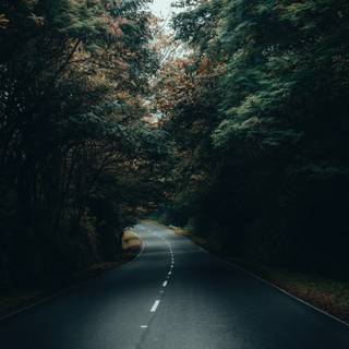 Forest 4k mobile wallpaper