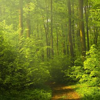 Forest 4k mobile wallpaper