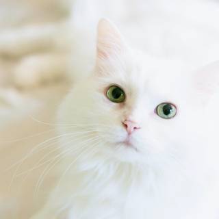 White cat 4k wallpaper