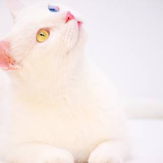 White cat 4k wallpaper