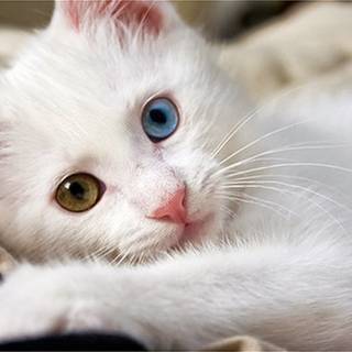 White kitty wallpaper
