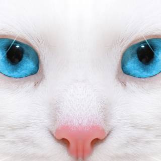 White cat 4k wallpaper