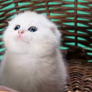 White cat 4k wallpaper