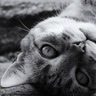 White cat 4k wallpaper