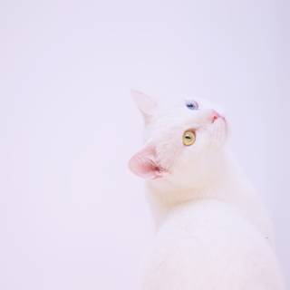 White cat 4k wallpaper