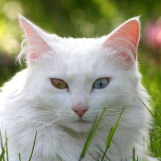 White cat 4k wallpaper