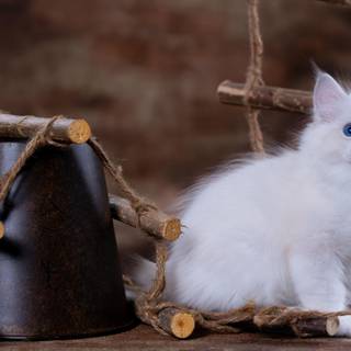 White cat 4k wallpaper