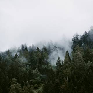 Forest 4k mobile wallpaper