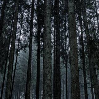 Forest 4k mobile wallpaper