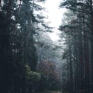 Forest 4k mobile wallpaper